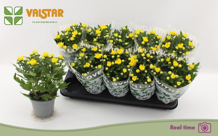 <h4>CHRYS DA VINCI YELLO</h4>