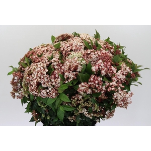 Viburnum Tinus Red Spirit
