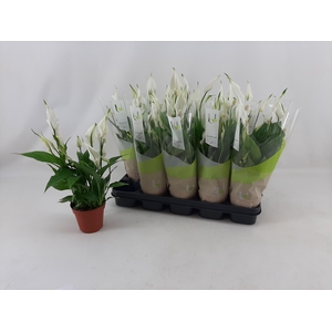 SPATH TORELLI