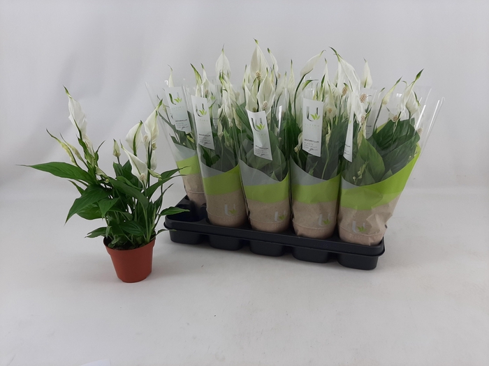 <h4>SPATH TORELLI</h4>