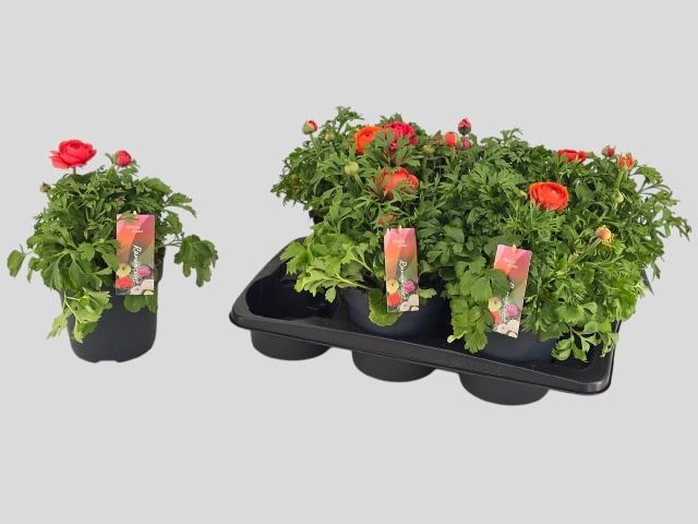 <h4>RANUN VORTEX ORANGE</h4>