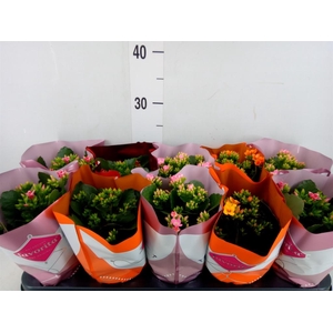 Kalanchoe blos.   ..mix tweekleurig