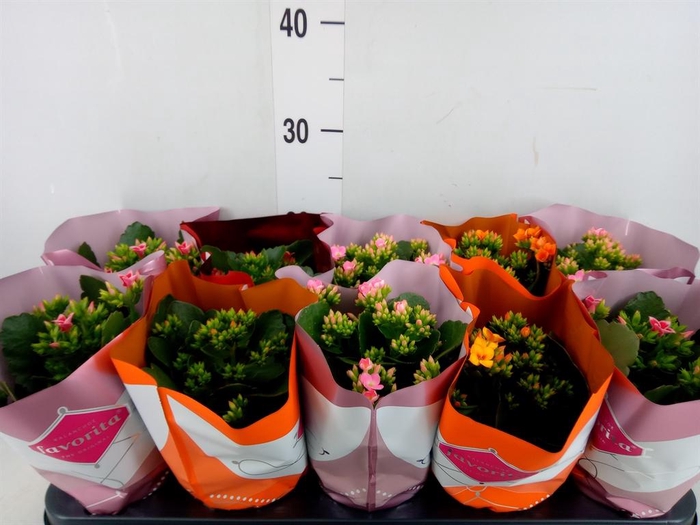 <h4>Kalanchoe blos.   ..mix tweekleurig</h4>
