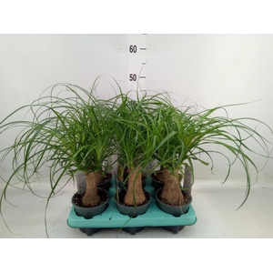 Beaucarnea recurvata