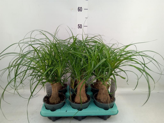 <h4>Beaucarnea recurvata</h4>