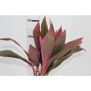 FOLHAGEM DRACENA BABY PINK