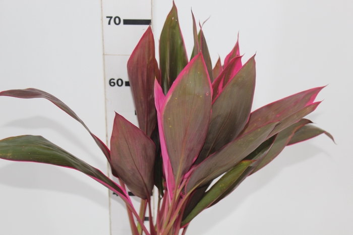 <h4>FOLHAGEM DRACENA BABY PINK</h4>
