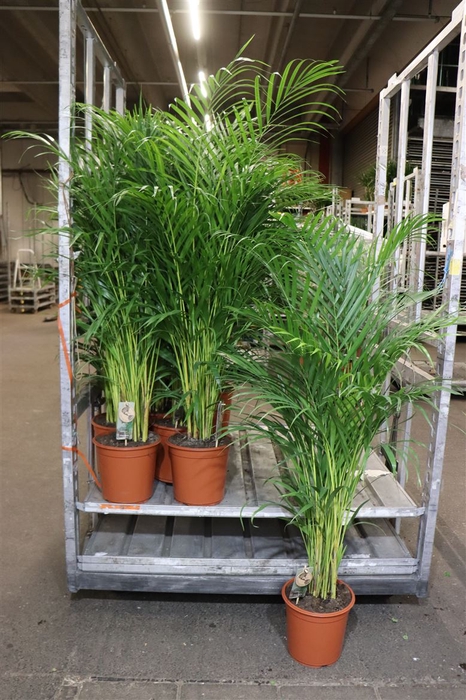 <h4>arr8 Dypsis Lutescens</h4>