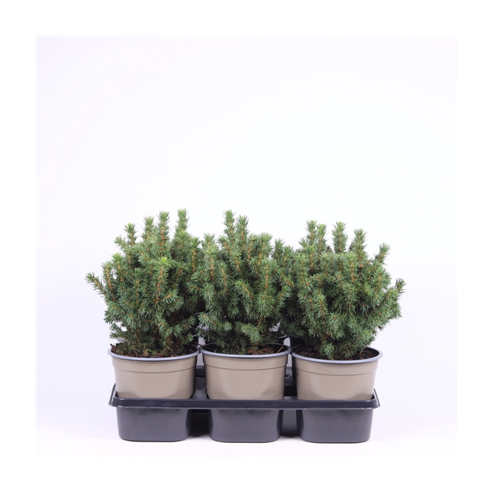 <h4>Picea glauca 'Alberta Globe'</h4>