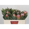 Protea Susara
