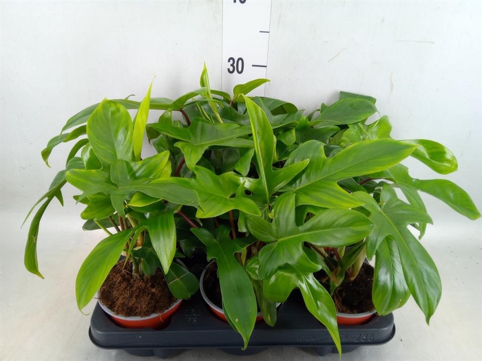 <h4>Philodendron   ...</h4>