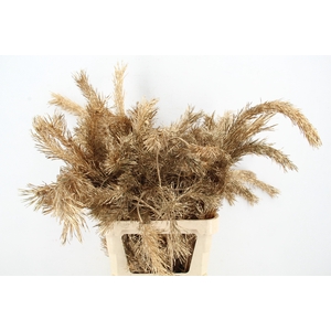 Pinus Alaska per stem 100cm Antiq. Gold