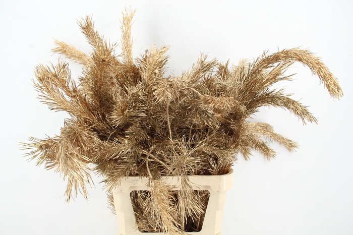 <h4>Pinus Alaska per stem 100cm Antiq. Gold</h4>