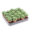 Haworthia retusa mini AL5028