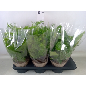 Planten Groen   ...mix  3