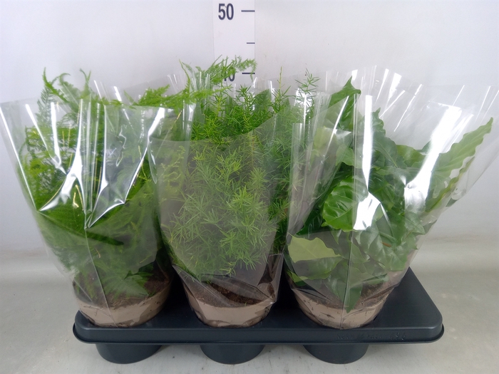 <h4>Planten Groen   ...mix  3</h4>