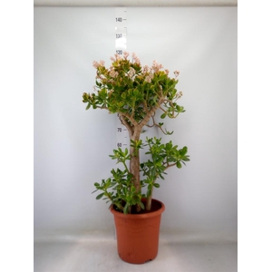 Crassula ovata 'Sunset'