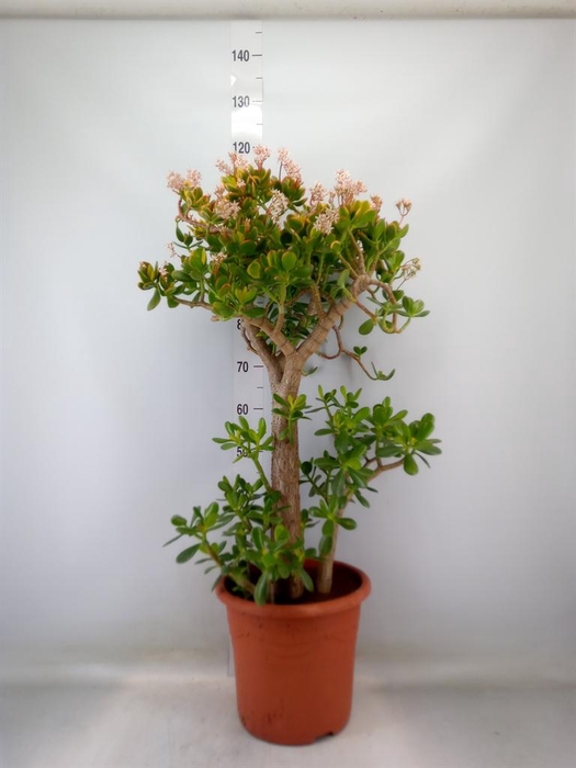 <h4>Crassula ovata 'Sunset'</h4>