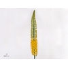 Eremurus Image 90cm
