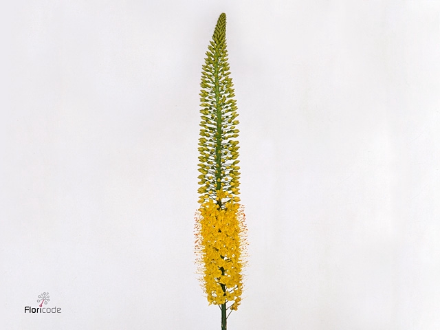 Eremurus Image 90cm