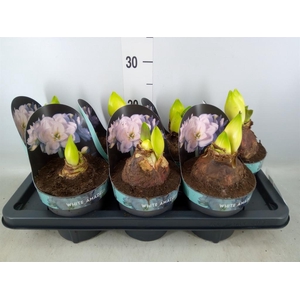 Hippeastrum DG 'White Amadeus'