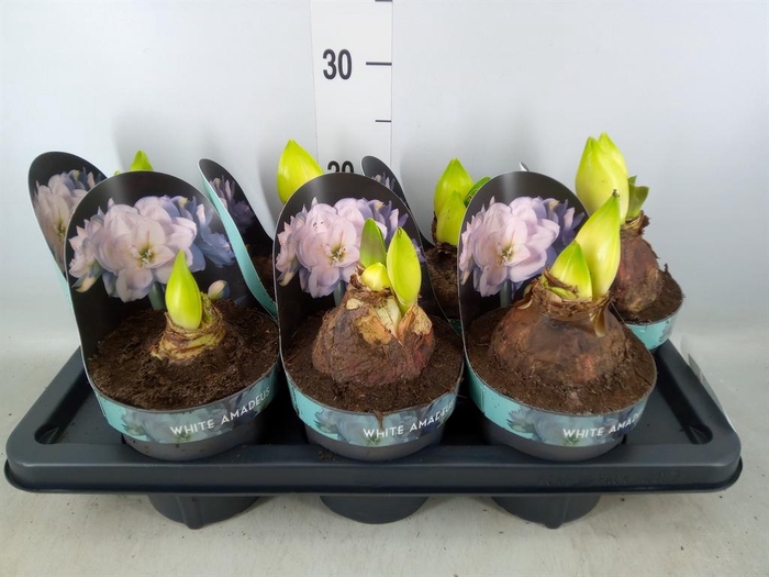 <h4>Hippeastrum DG 'White Amadeus'</h4>