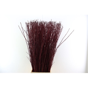 Cornus Alba Sibirica