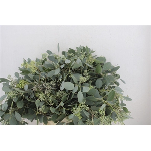 Euca Populus Berry Short 150gr P Bunch