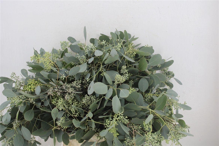 <h4>Euca Populus Berry Short 150gr P Bunch</h4>