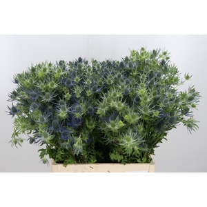 Eryn Blue Star