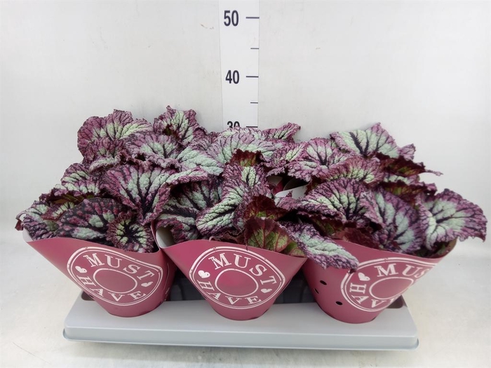 <h4>Begonia BD   ...</h4>