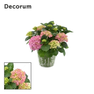 Hydrangea Bol Pink 7 - 12 kop in zink groen (Decorum)
