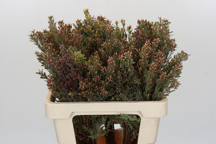 <h4>Kaaps Groen Plumosum Rubrum</h4>