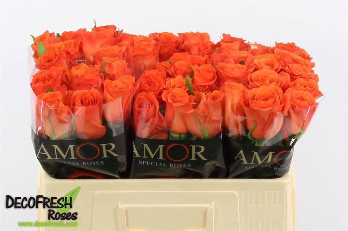 <h4>R Gr Orange</h4>