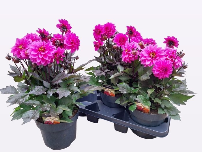 <h4>DAHL GARDEN DL LAVEN</h4>