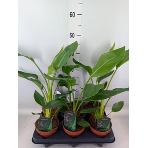 Strelitzia reg.   ...no flowers