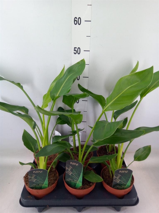 <h4>Strelitzia reg. ...no flowers</h4>