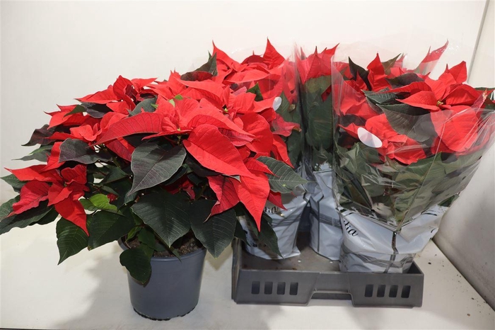 <h4>Euphor P Chr F Red</h4>