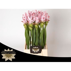 Curcuma Siam Sunrise