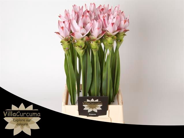 <h4>Curcuma Siam Sunrise</h4>