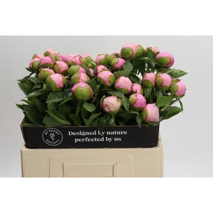 Paeonia Angel Cheeks