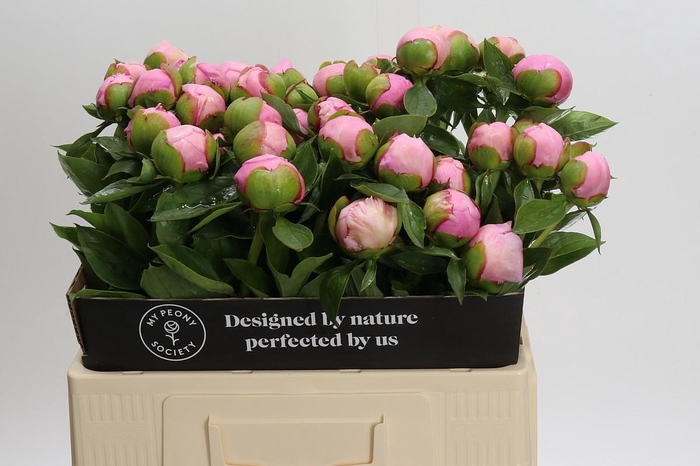 Paeonia Angel Cheeks