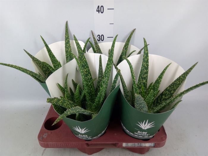 <h4>Aloe  'Tropical'</h4>