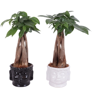 Pachira Braided Ø09cm in Ceramic Buddha head Black/White Ø11cm