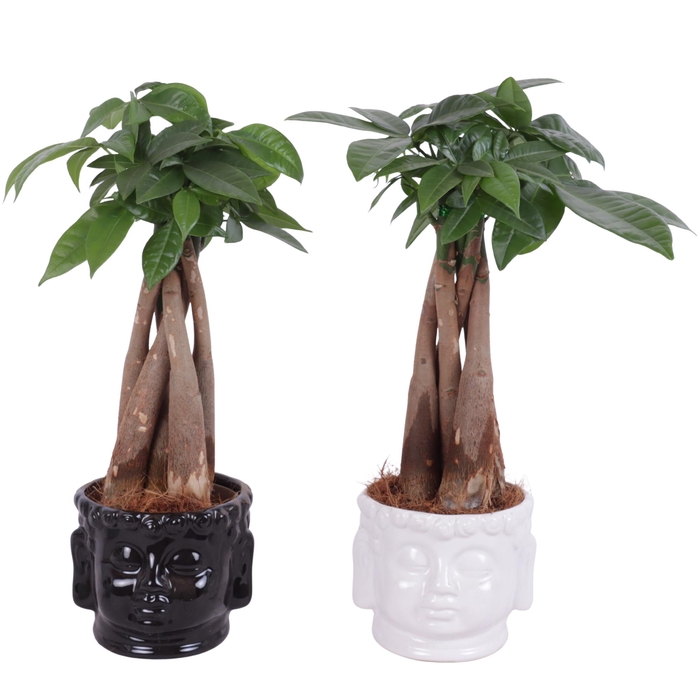 <h4>Pachira Braided Ø09cm in Ceramic Buddha head Black/White Ø11cm</h4>