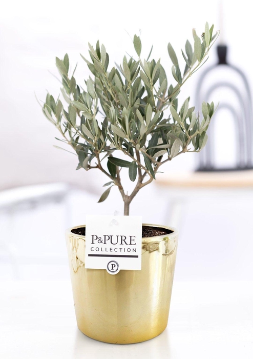 <h4>Olea Europaea in P&PURE Laryssa ceramics shiny gold</h4>
