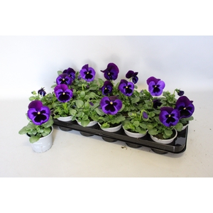 Viola wittrockiana F1 Neon Violet