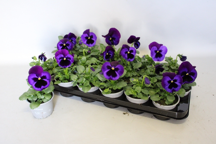 Viola wittrockiana F1 Neon Violet