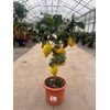 Citrus Limon stam veel gele vruchten