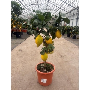 Citrus Limon stam veel gele vruchten